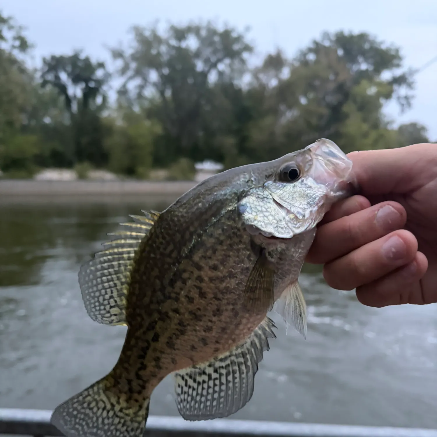 Black crappie caught on Fishbrain