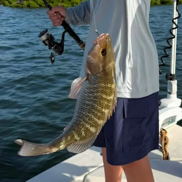 Mangrove snapper caught on Fishbrain