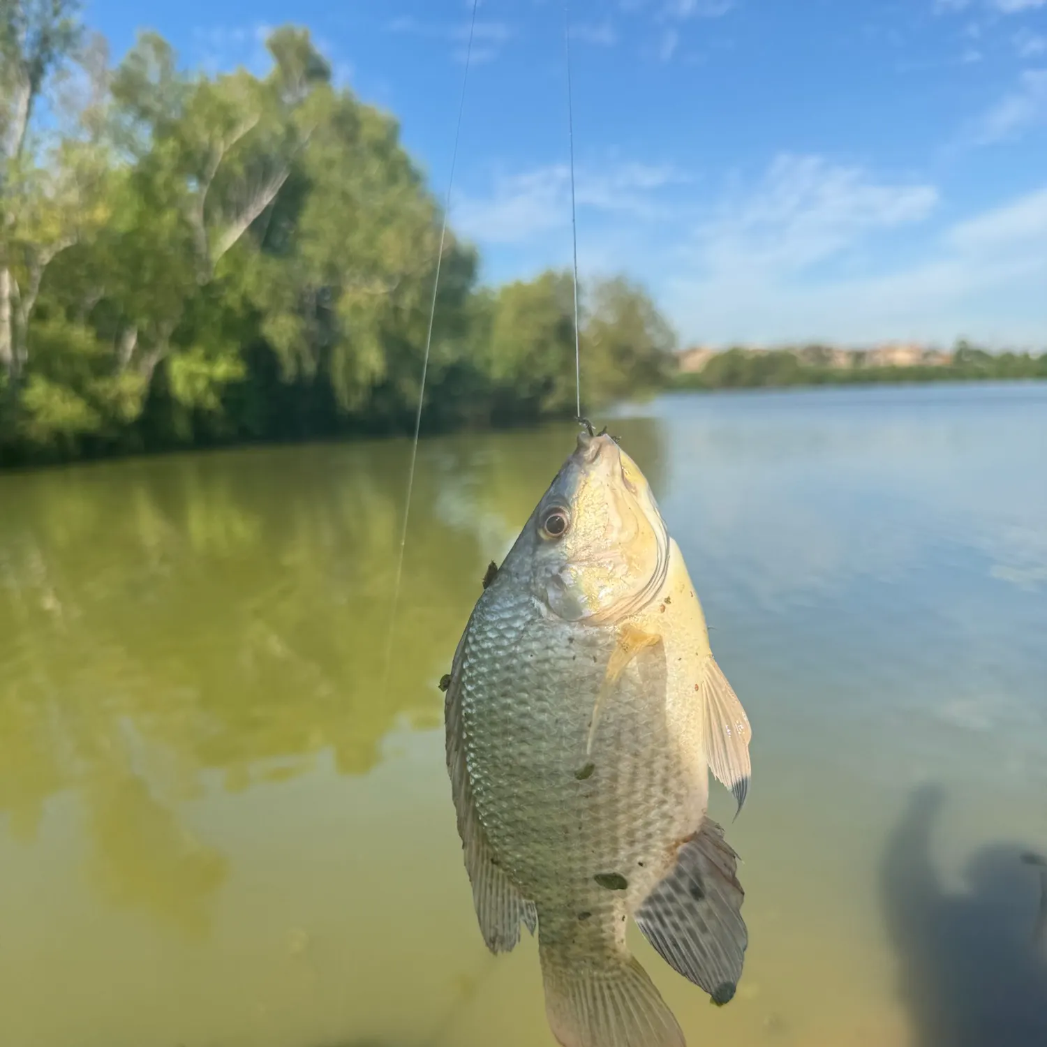 Nile tilapia caught on Fishbrain