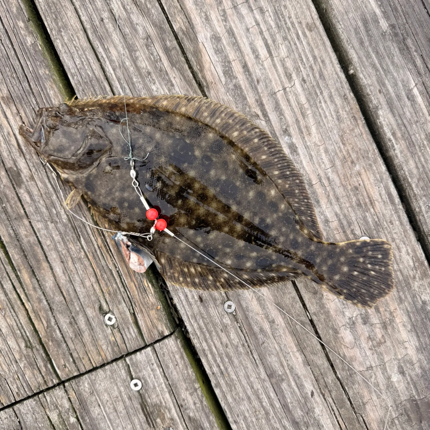 Summer flounder caught on Fishbrain