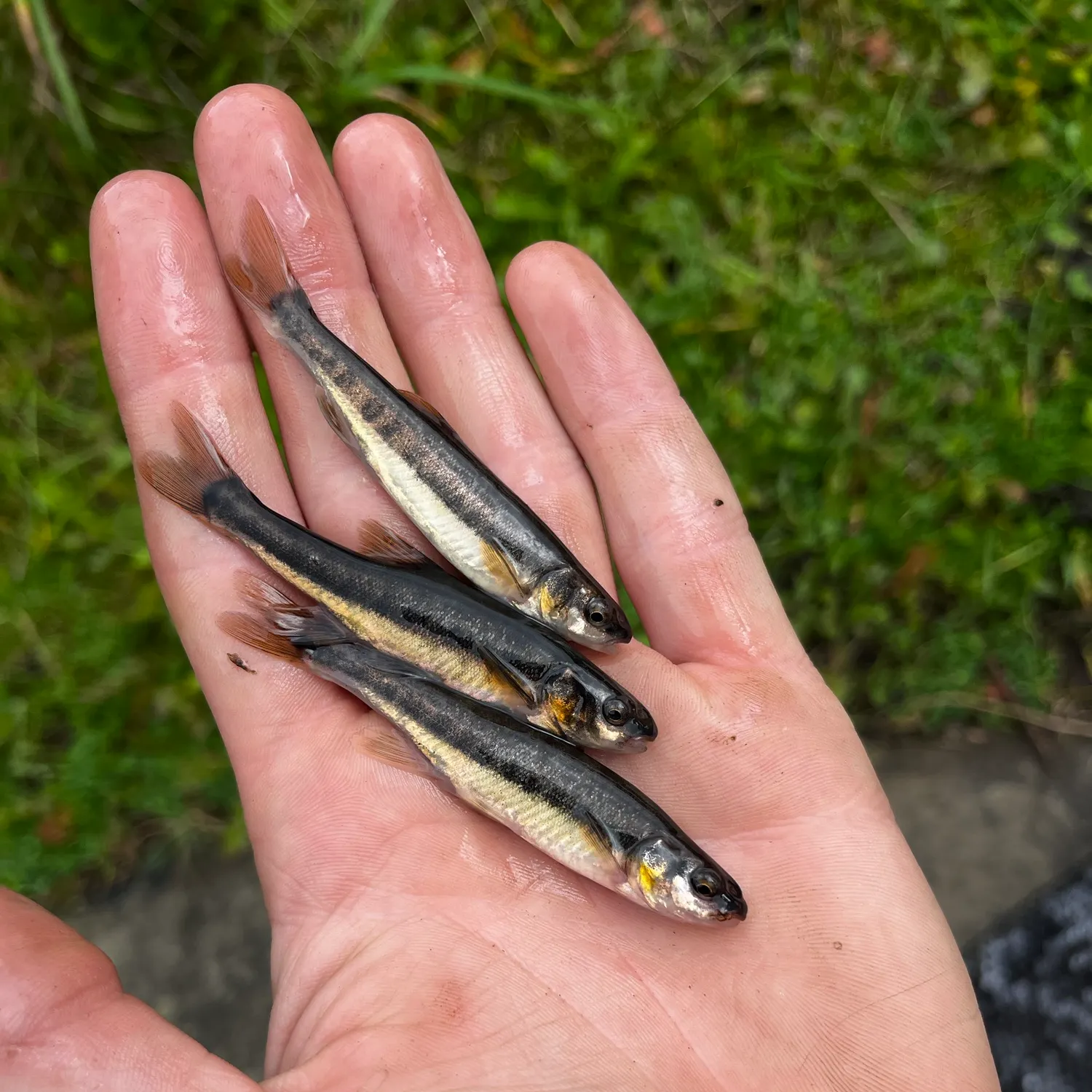 The most recent Eurasian minnow catches on Fishbrain