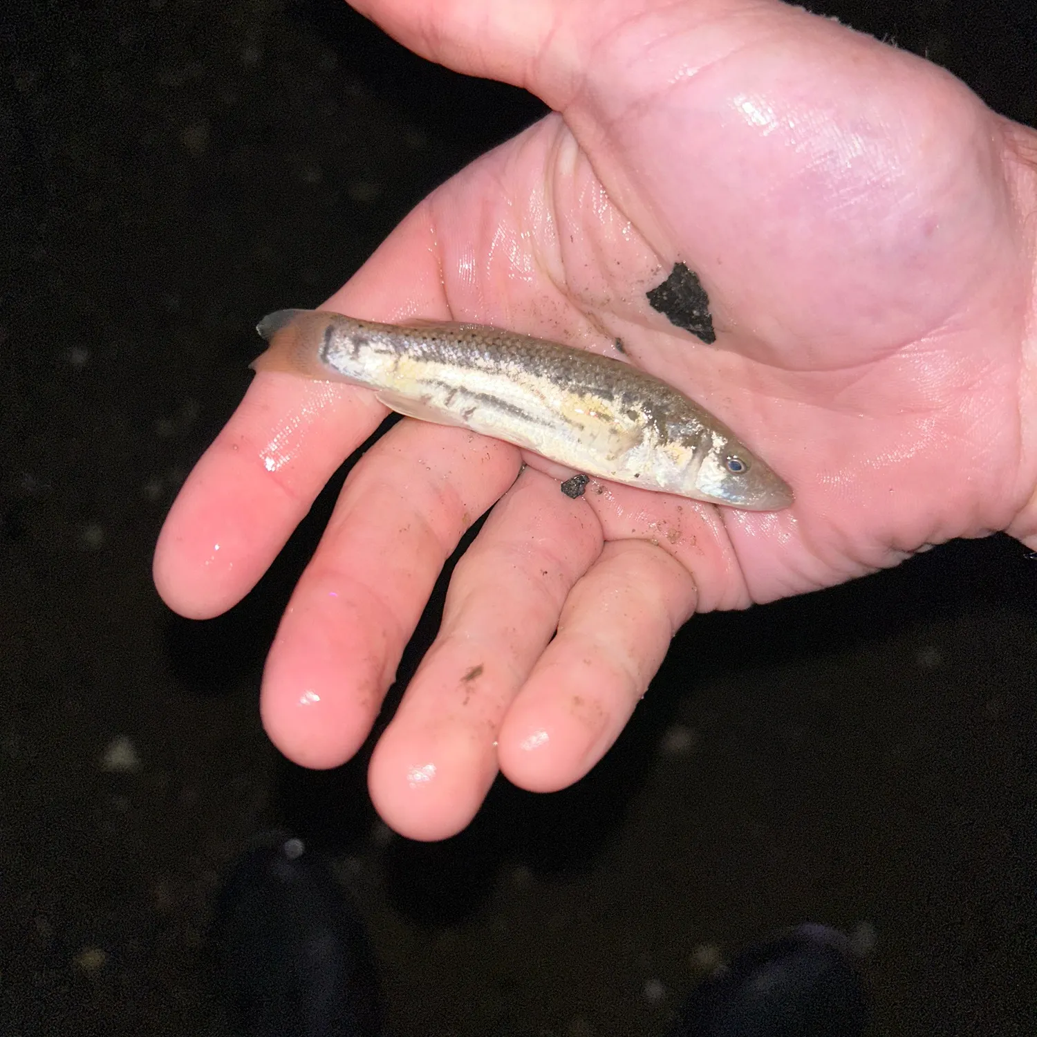 The most recent Striped killifish catches on Fishbrain