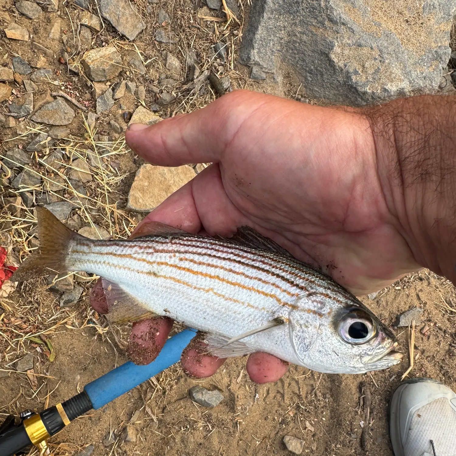 The most recent Salema porgy catches on Fishbrain