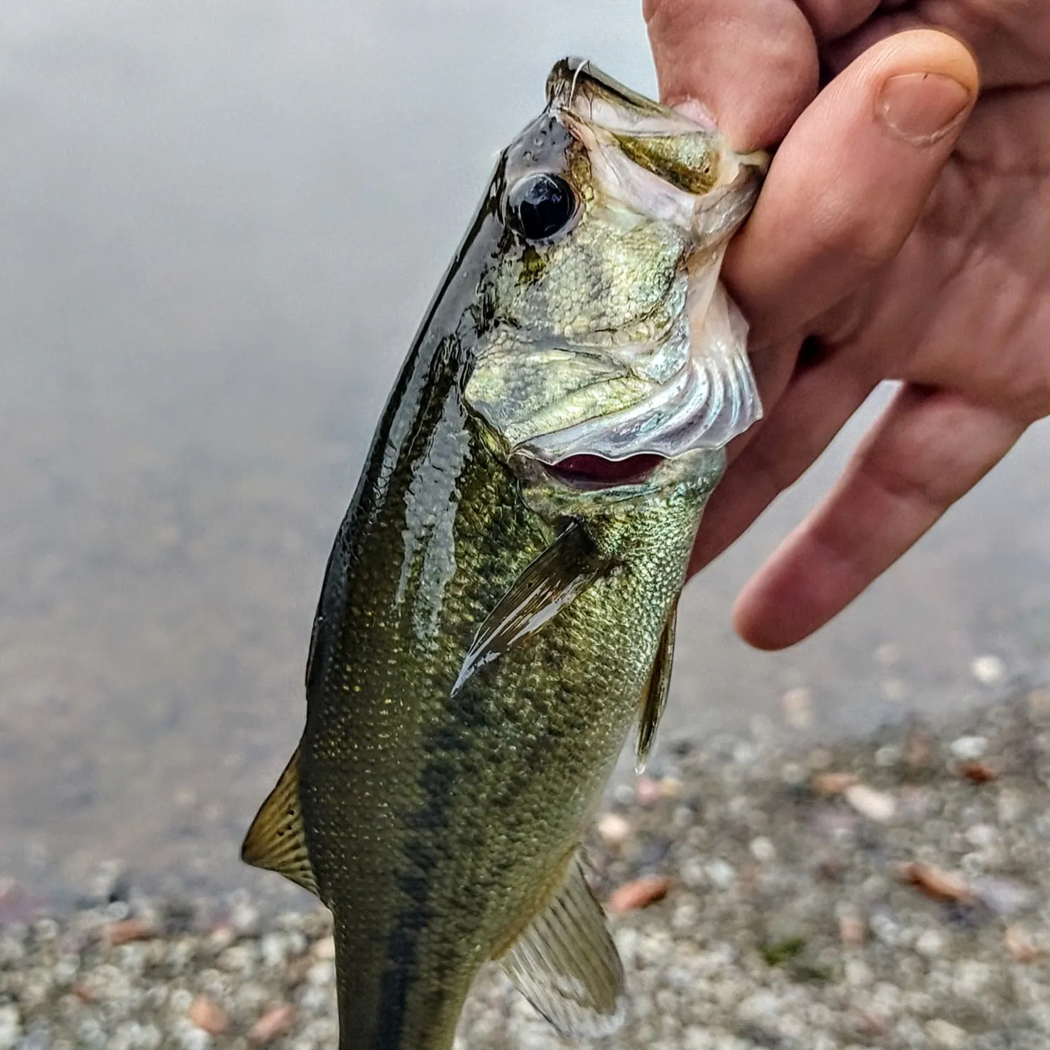Largemouth bass caught on Fishbrain