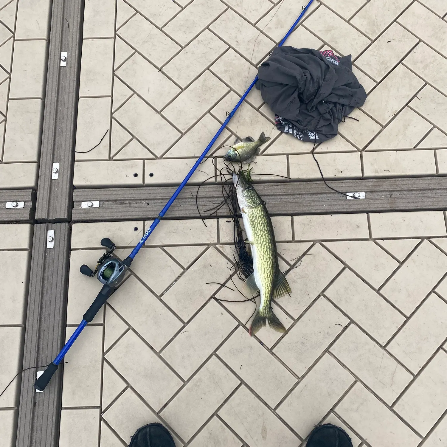 Chain pickerel caught on Fishbrain