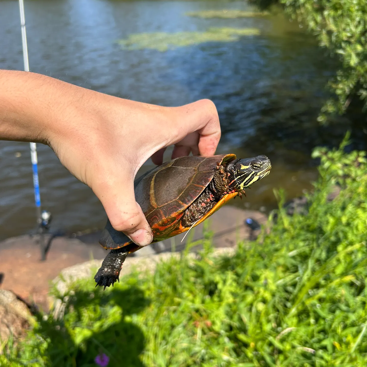 The most recent Painted turtle catches on Fishbrain