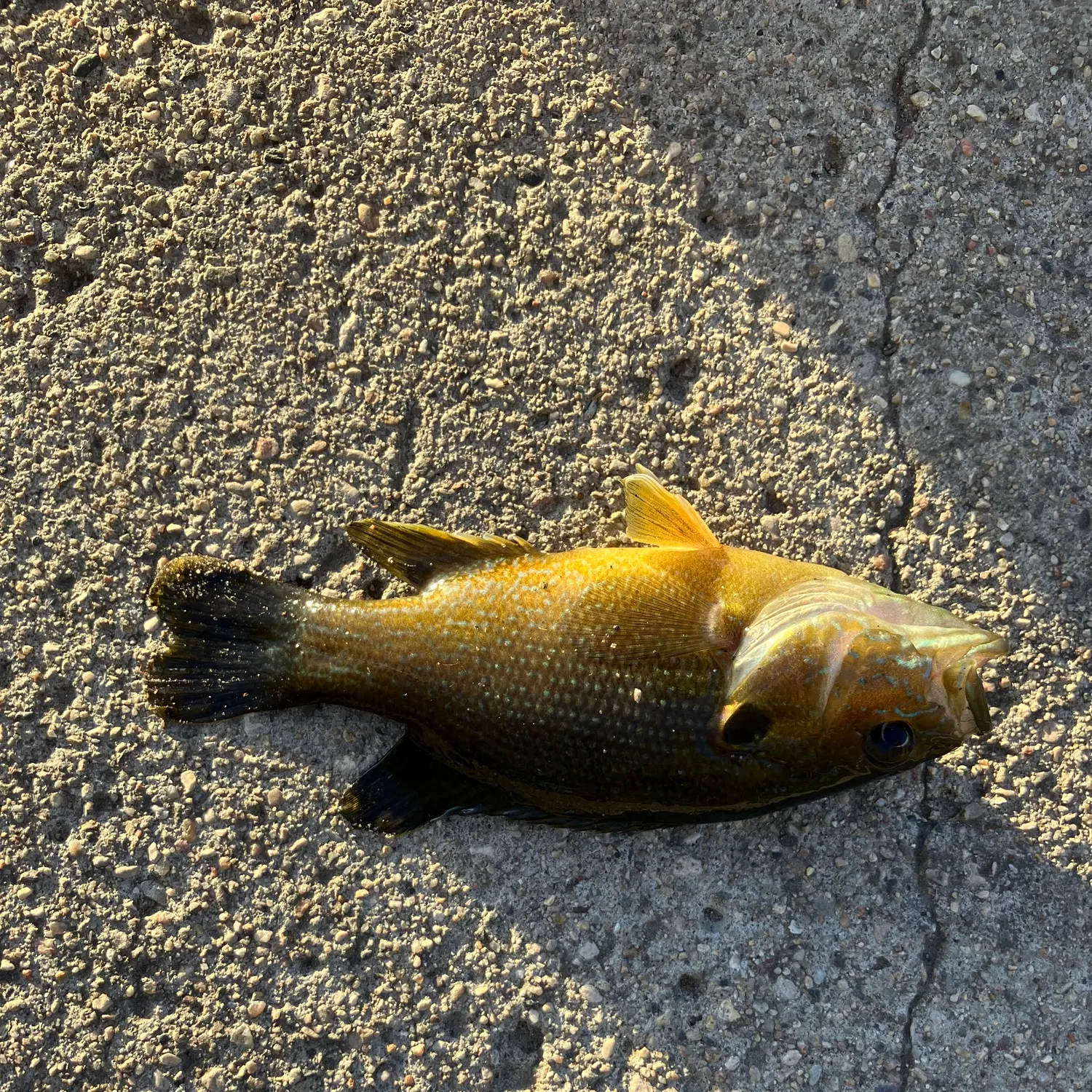 Green sunfish caught on Fishbrain