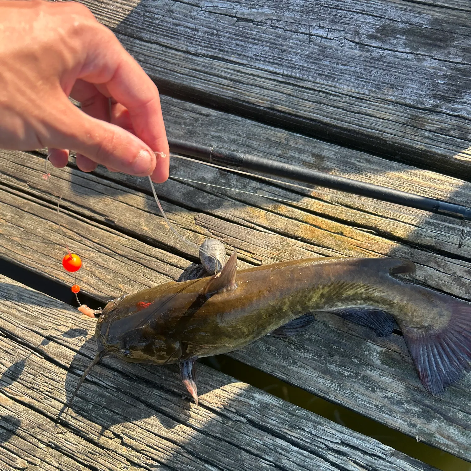 recently logged catches
