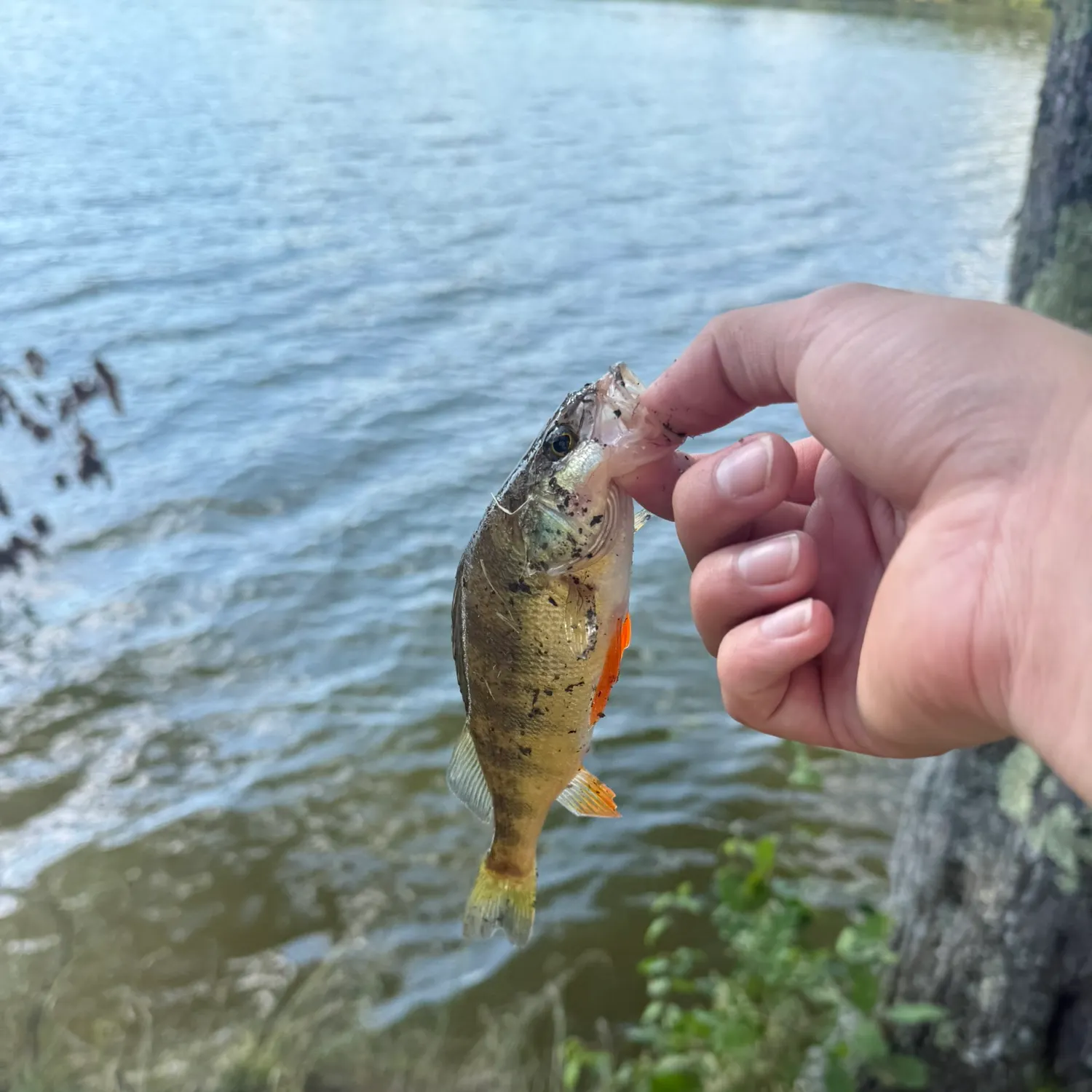 Yellow perch caught on Fishbrain
