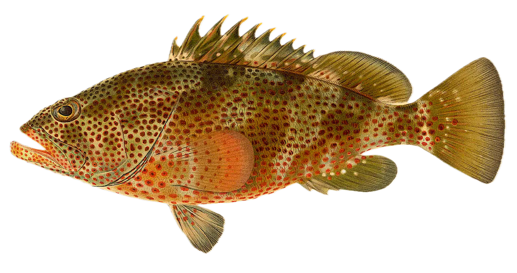 Red hind grouper