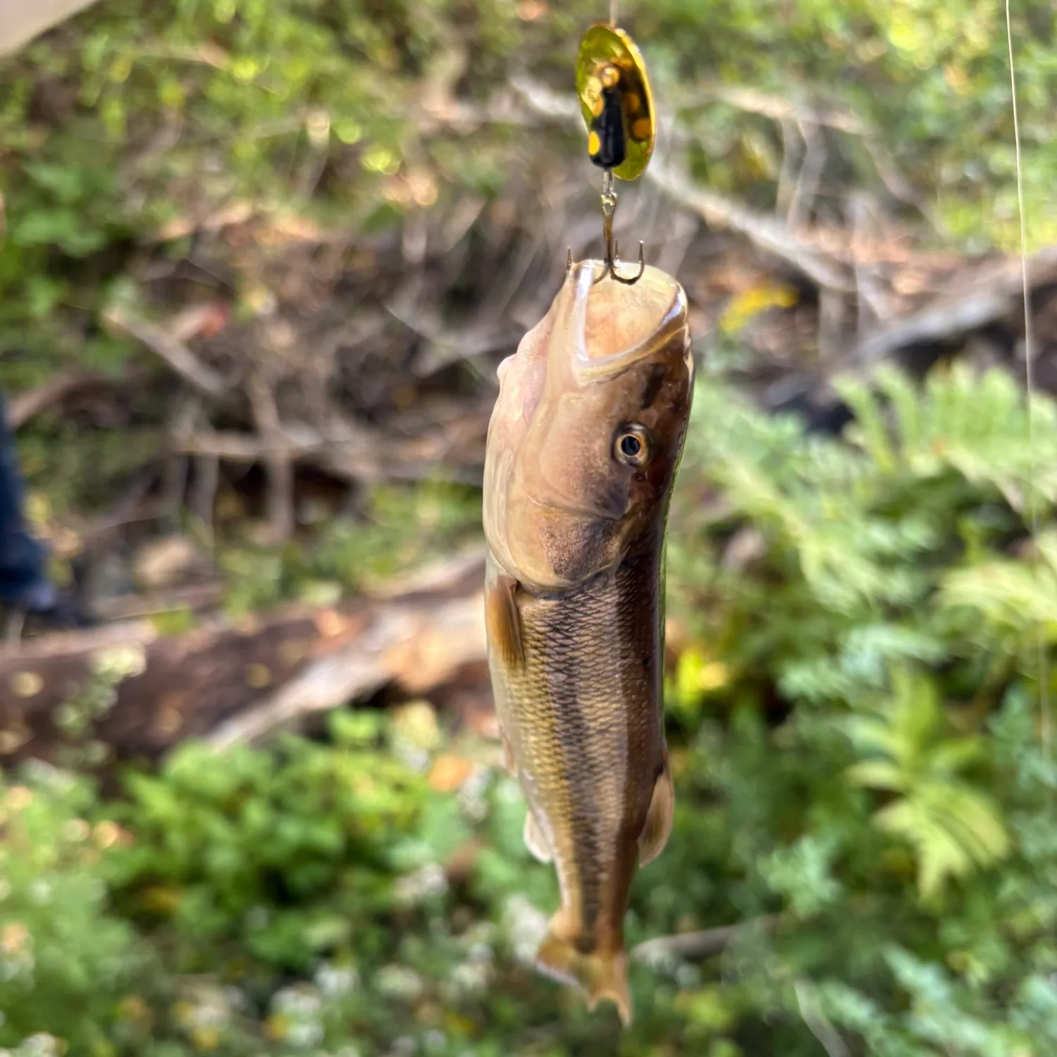 Creek chub caught on Fishbrain