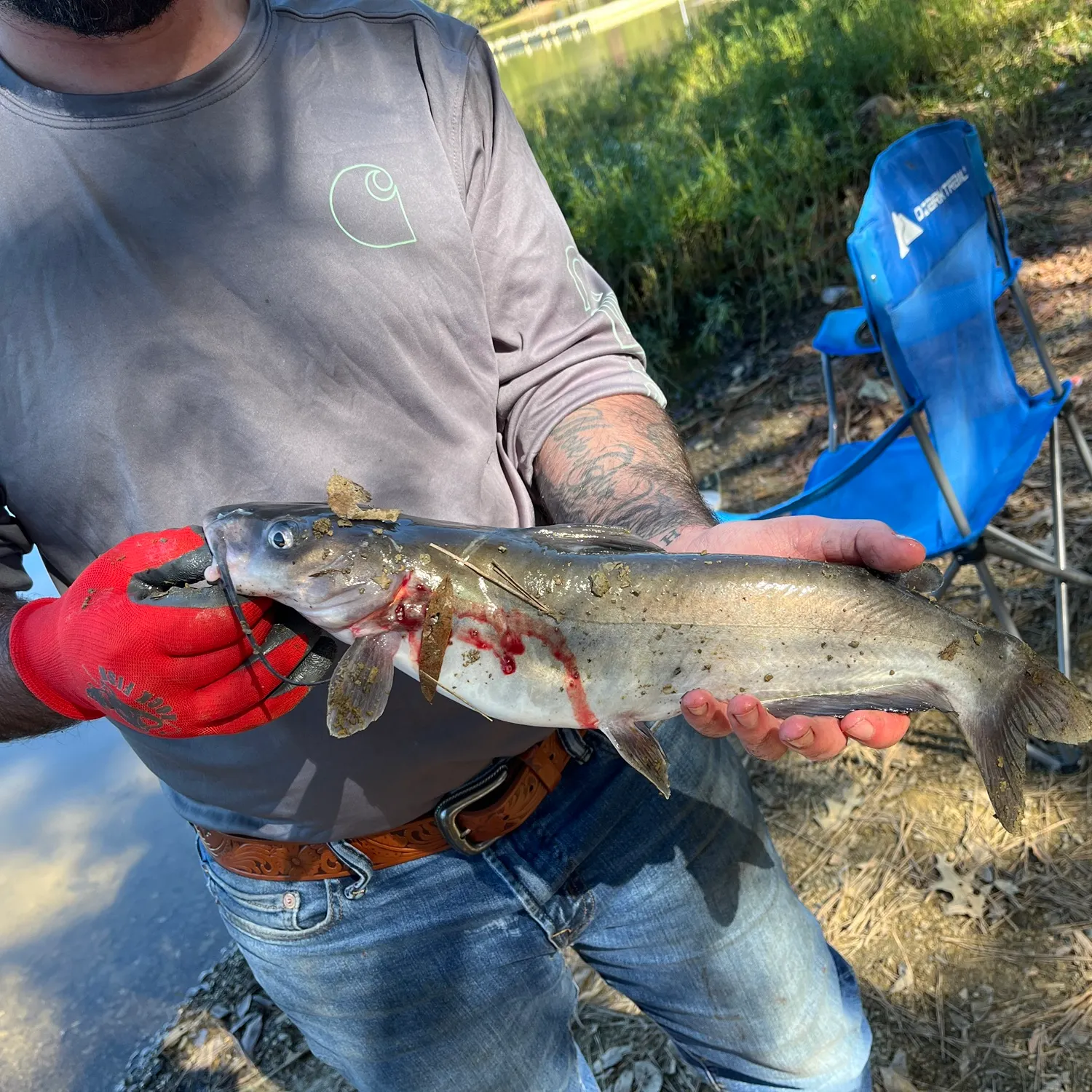 Channel catfish caught on Fishbrain