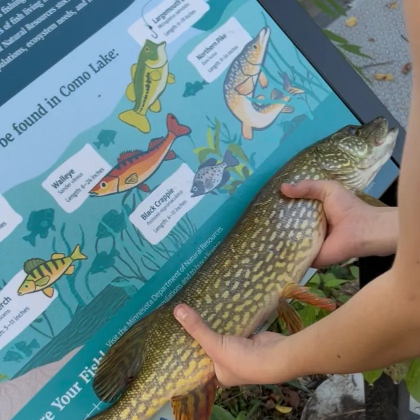 Northern pike caught on Fishbrain