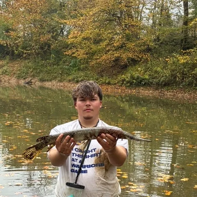 Shortnose gar caught on Fishbrain