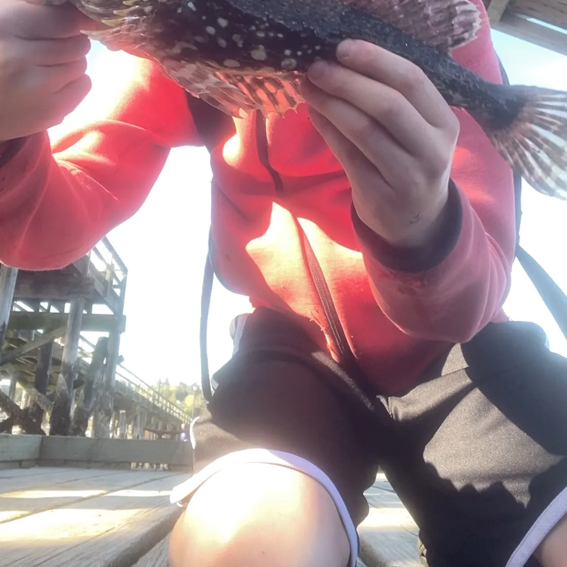 The most recent Great sculpin catches on Fishbrain