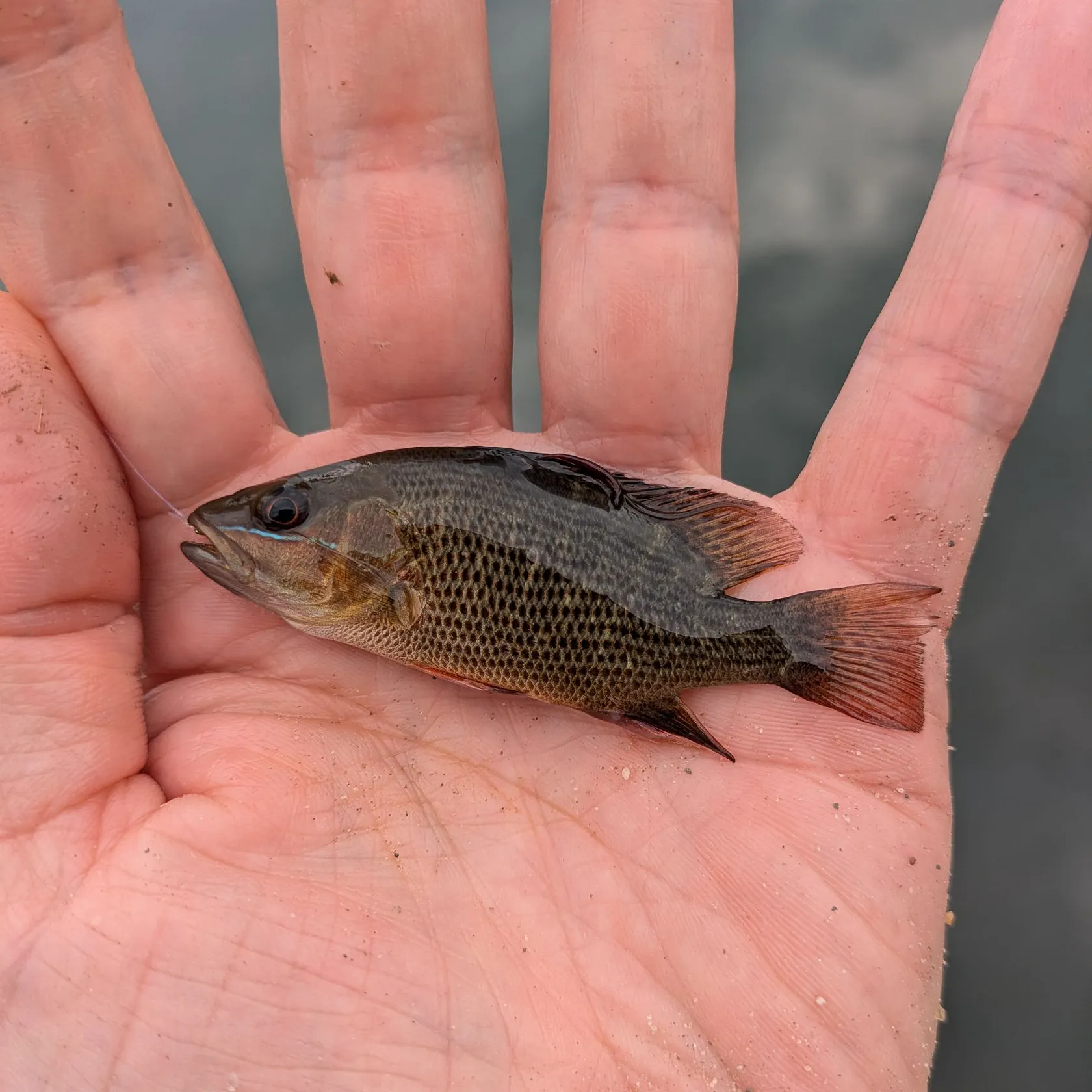 The most recent Mangrove snapper catches on Fishbrain