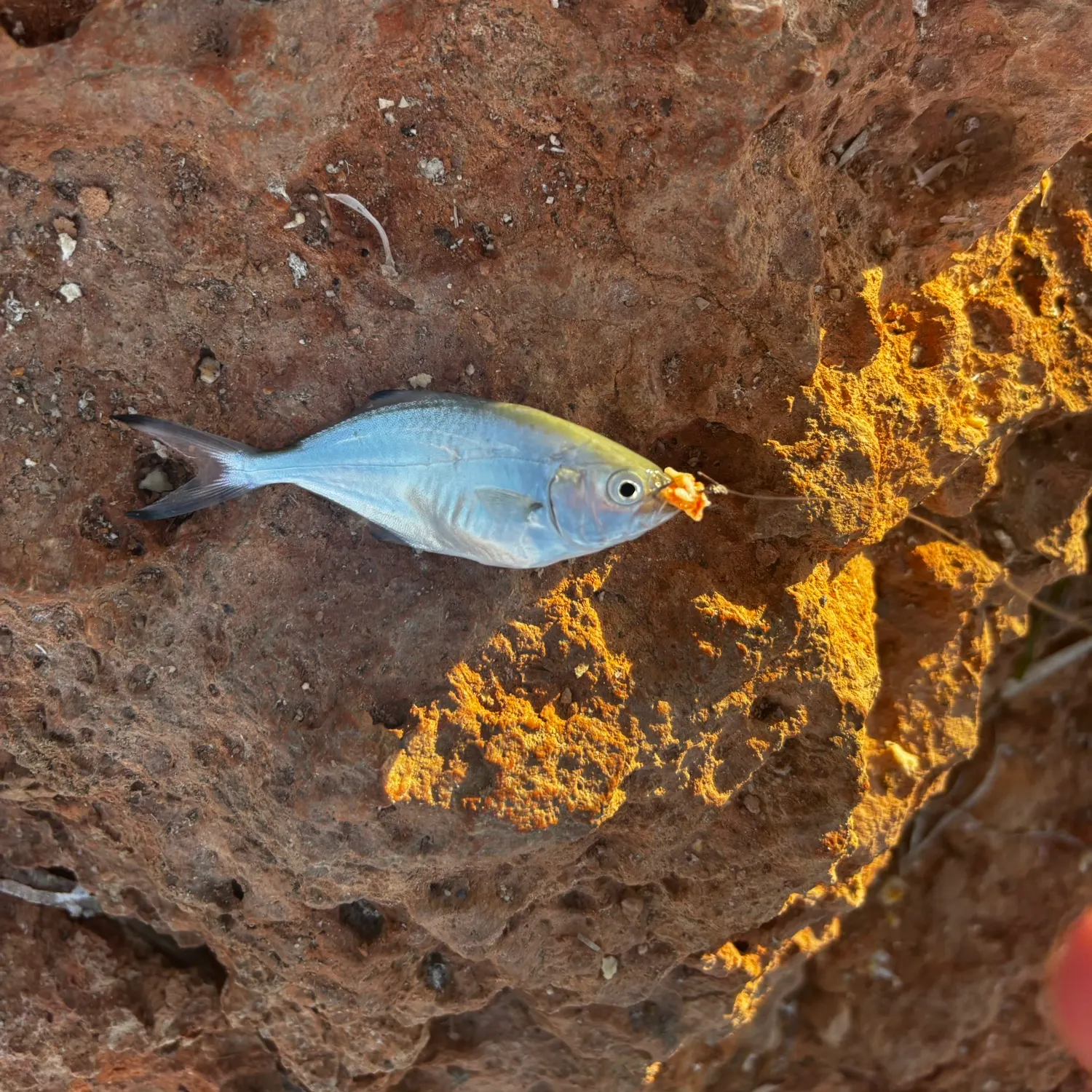 The most recent Shortfin pompano catches on Fishbrain