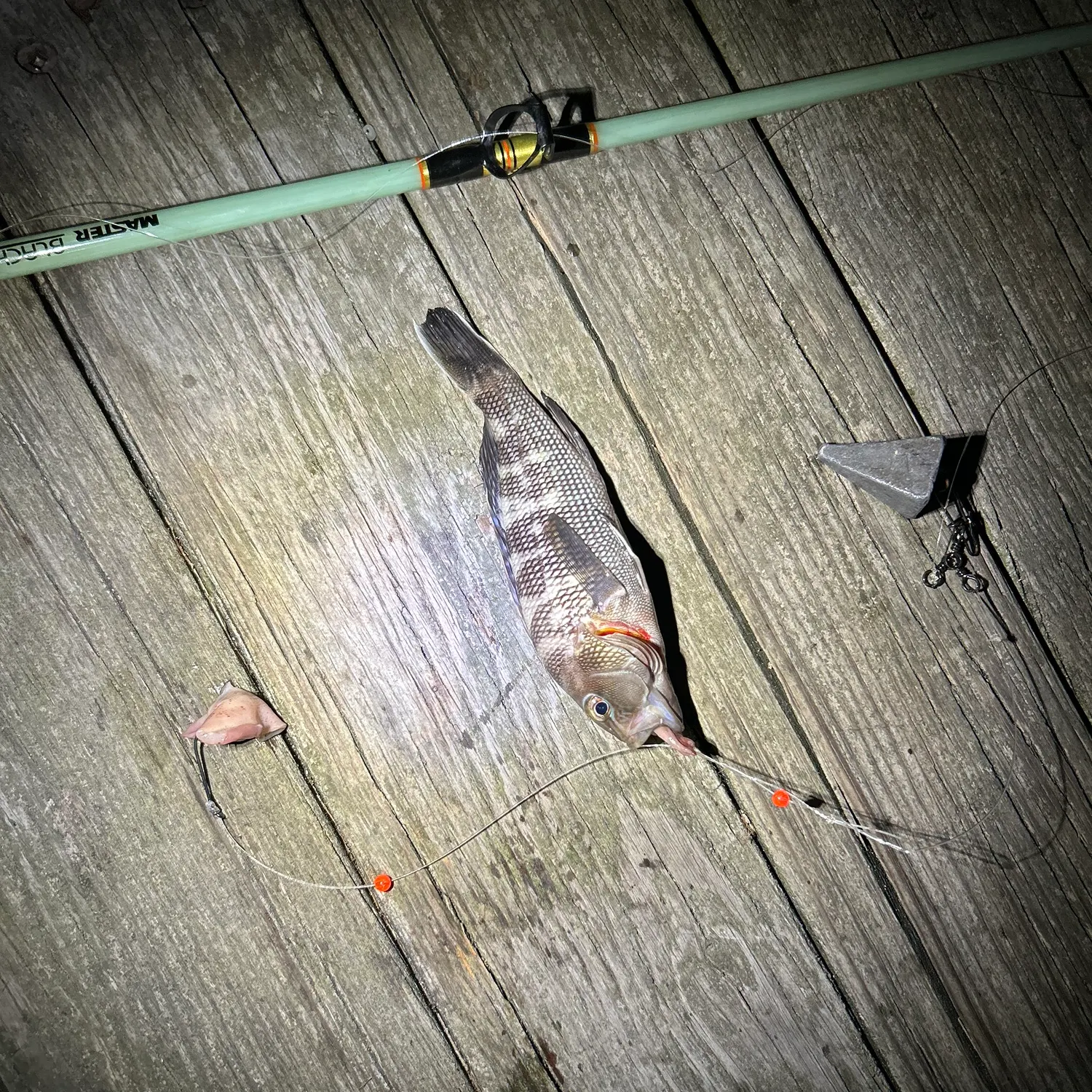 The most recent Black sea bass catches on Fishbrain