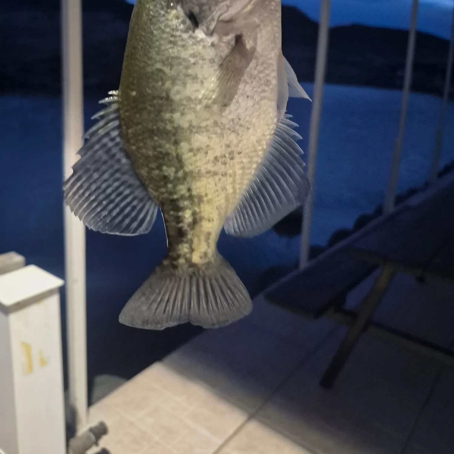 White crappie caught on Fishbrain