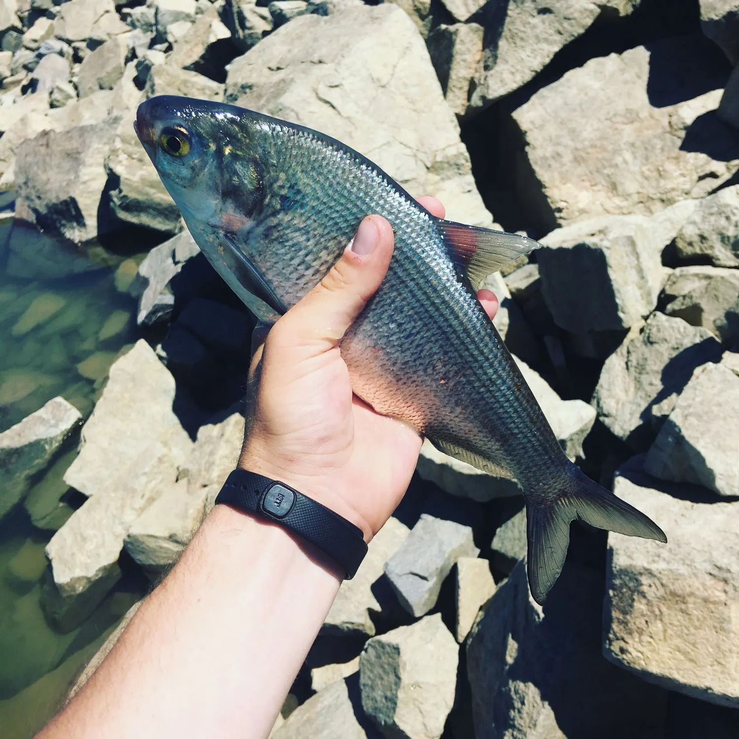 most liked catch image