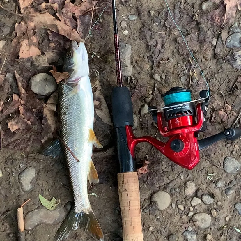 The most recent Northern pikeminnow catches on Fishbrain