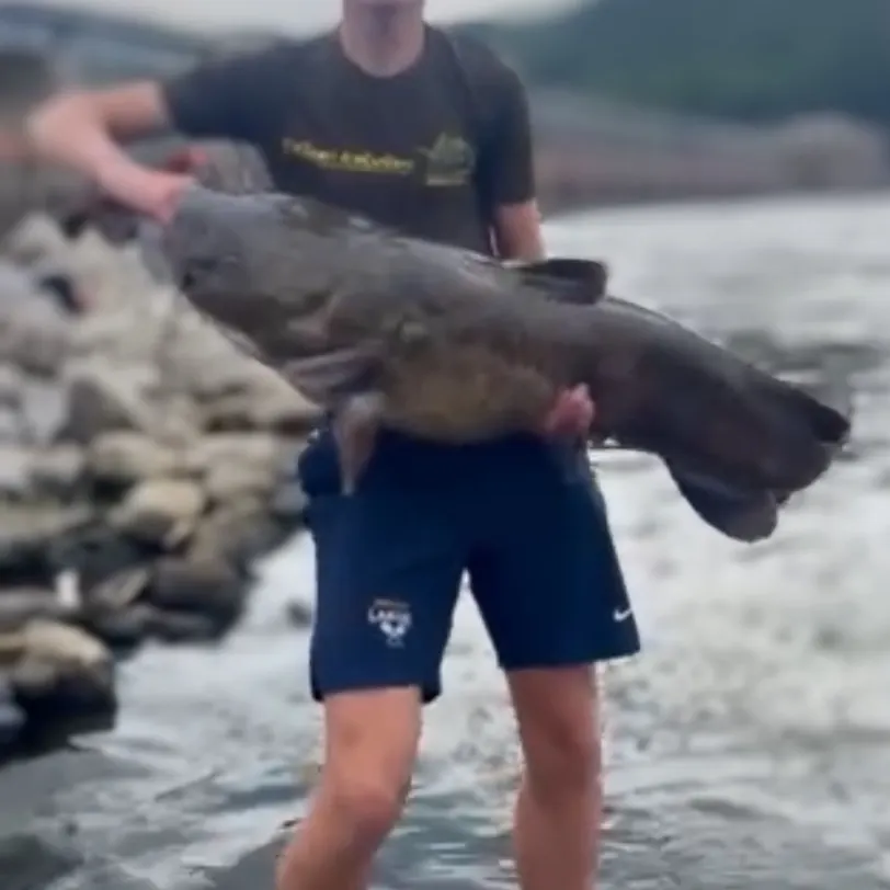 Flathead catfish caught on Fishbrain