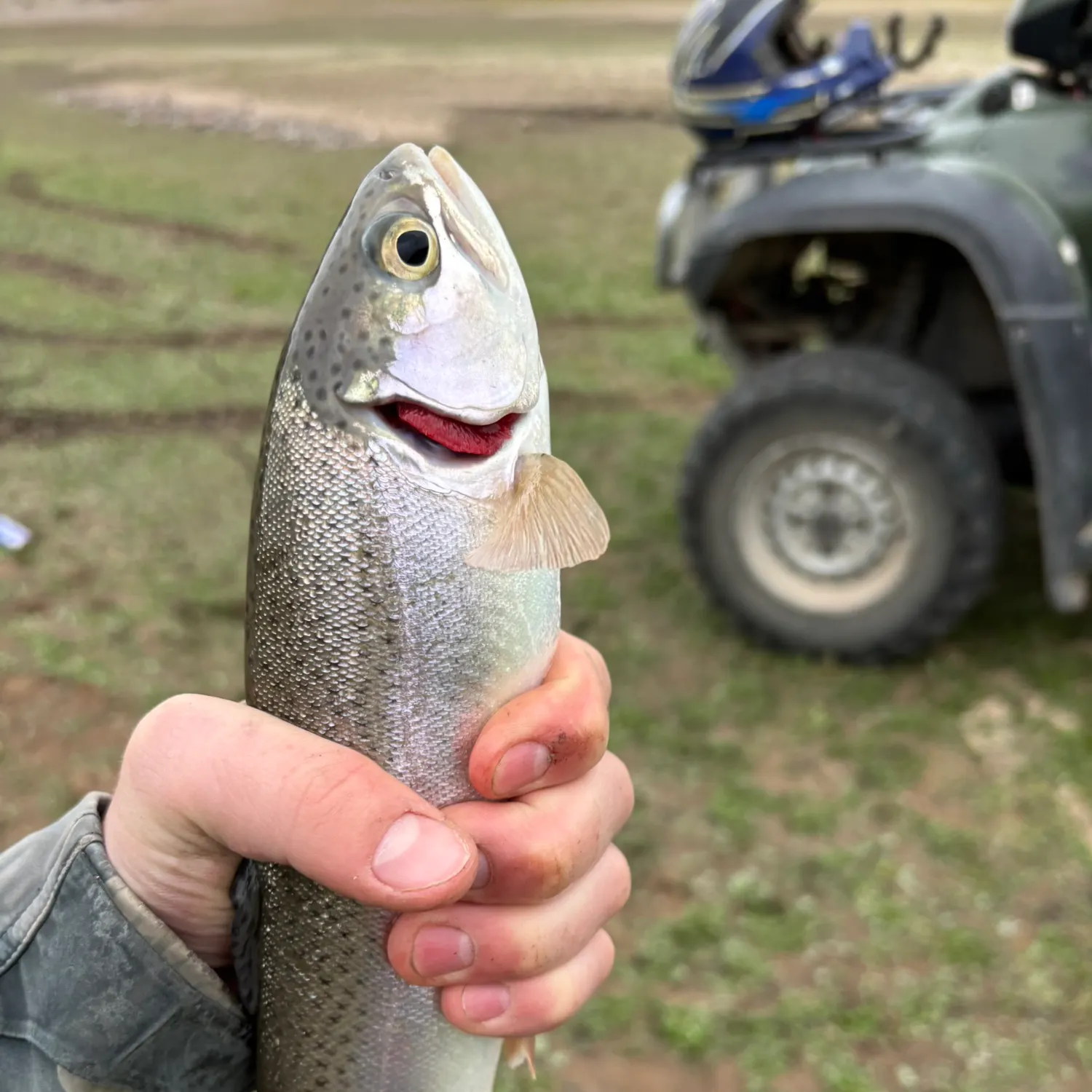 Rainbow trout caught on Fishbrain
