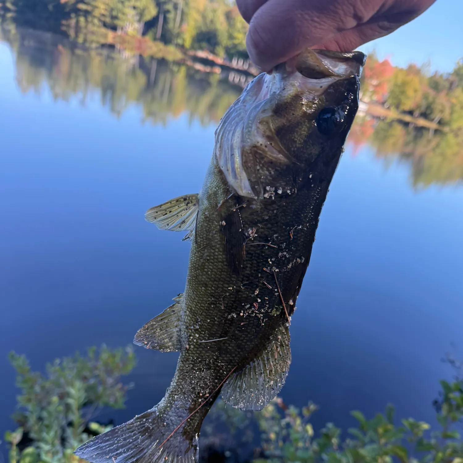 Smallmouth bass caught on Fishbrain