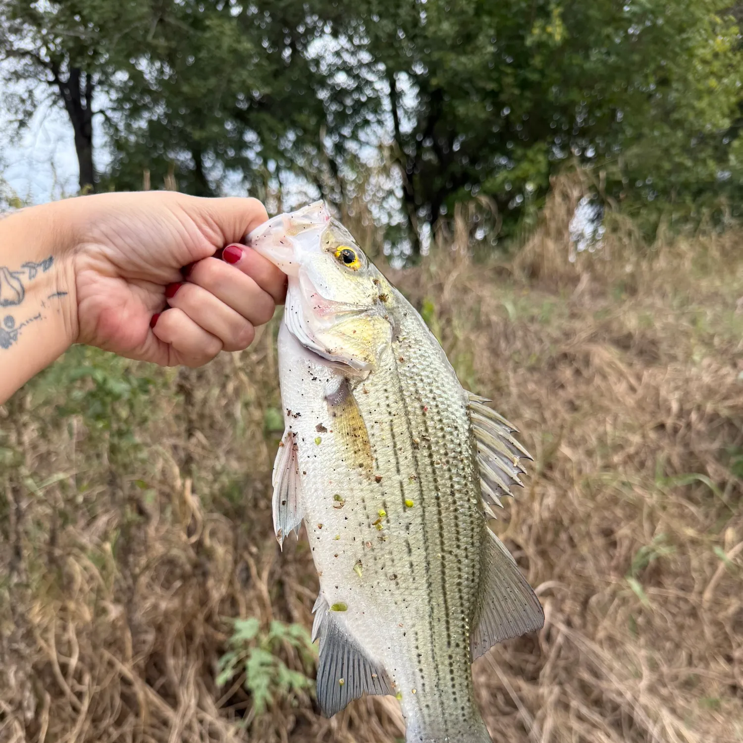 White bass caught on Fishbrain