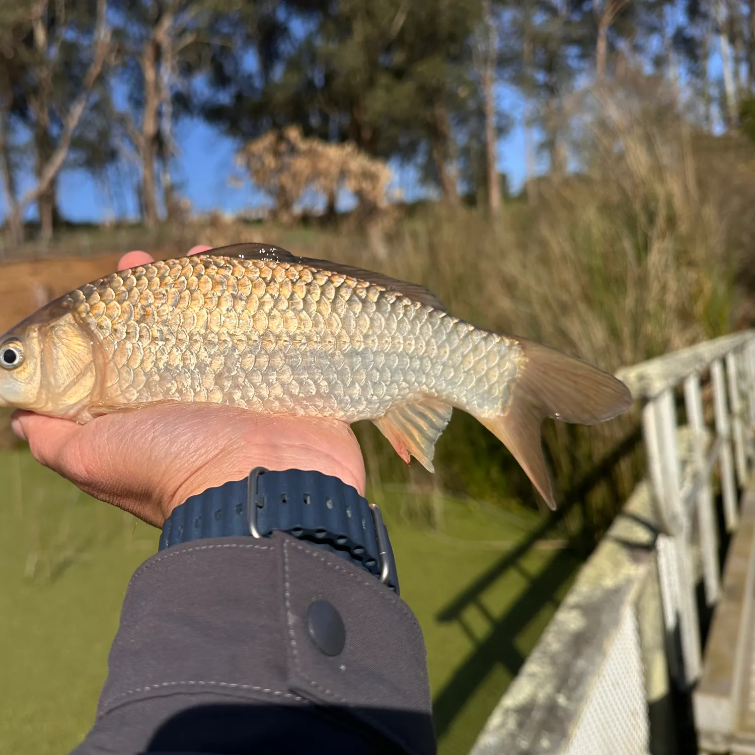 The most recent Crucian carp catches on Fishbrain