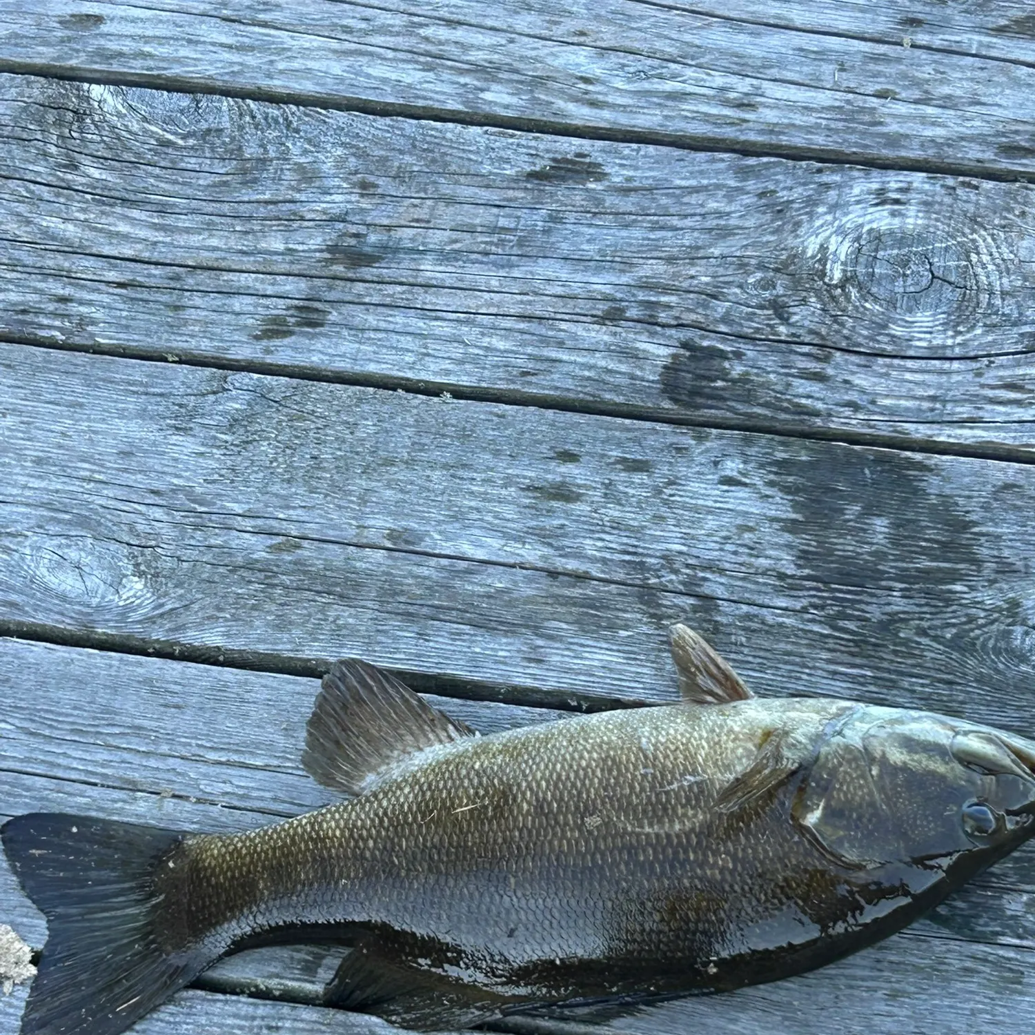 Smallmouth bass caught on Fishbrain