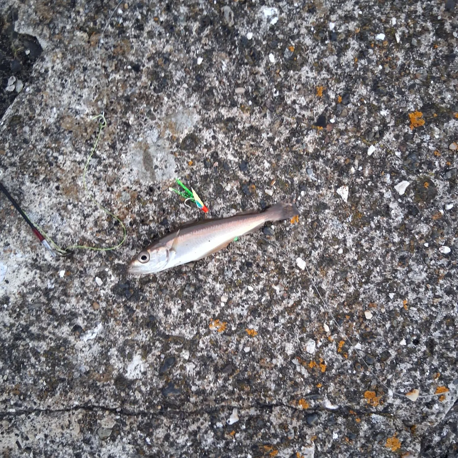 Pollack caught on Fishbrain