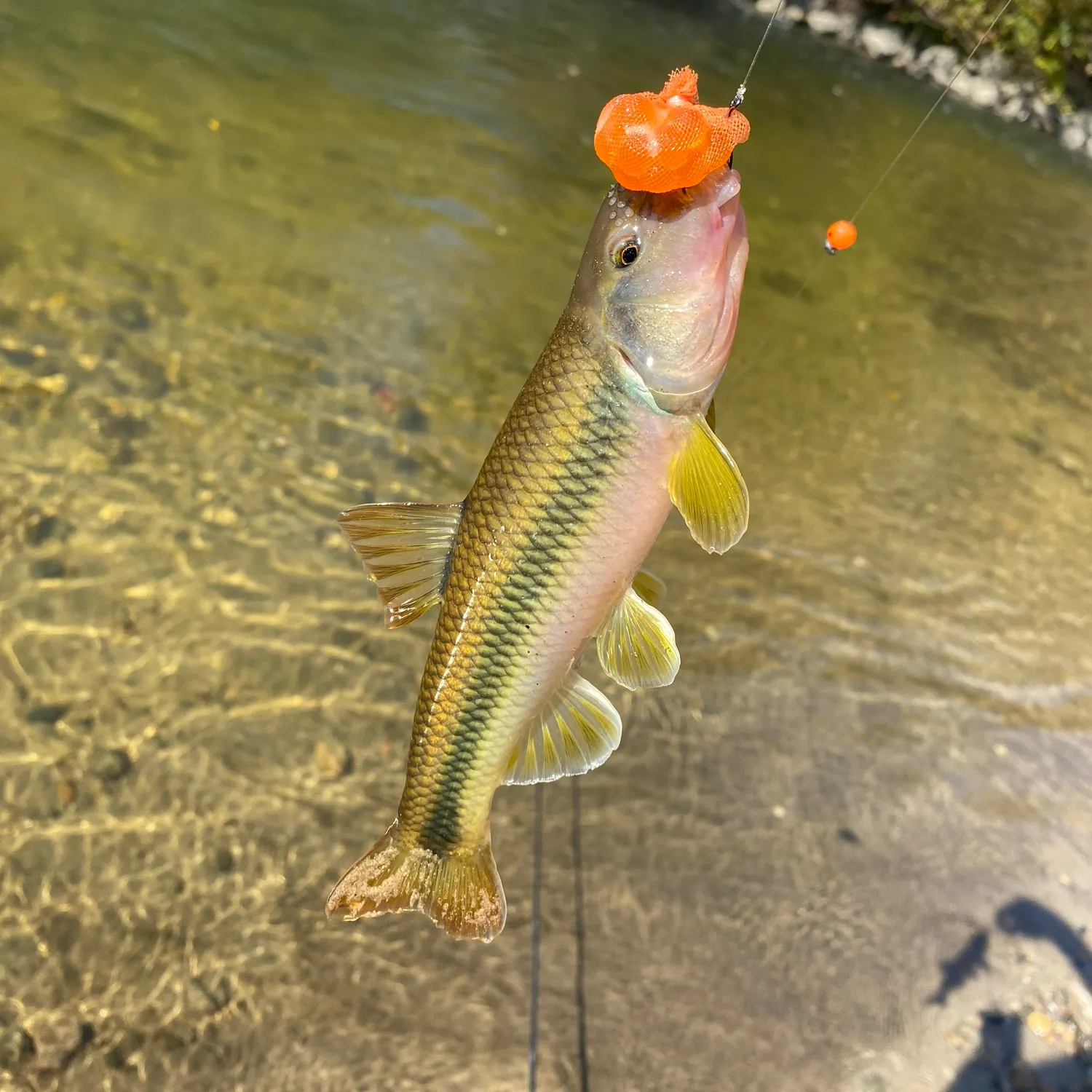 The most recent River chub catches on Fishbrain