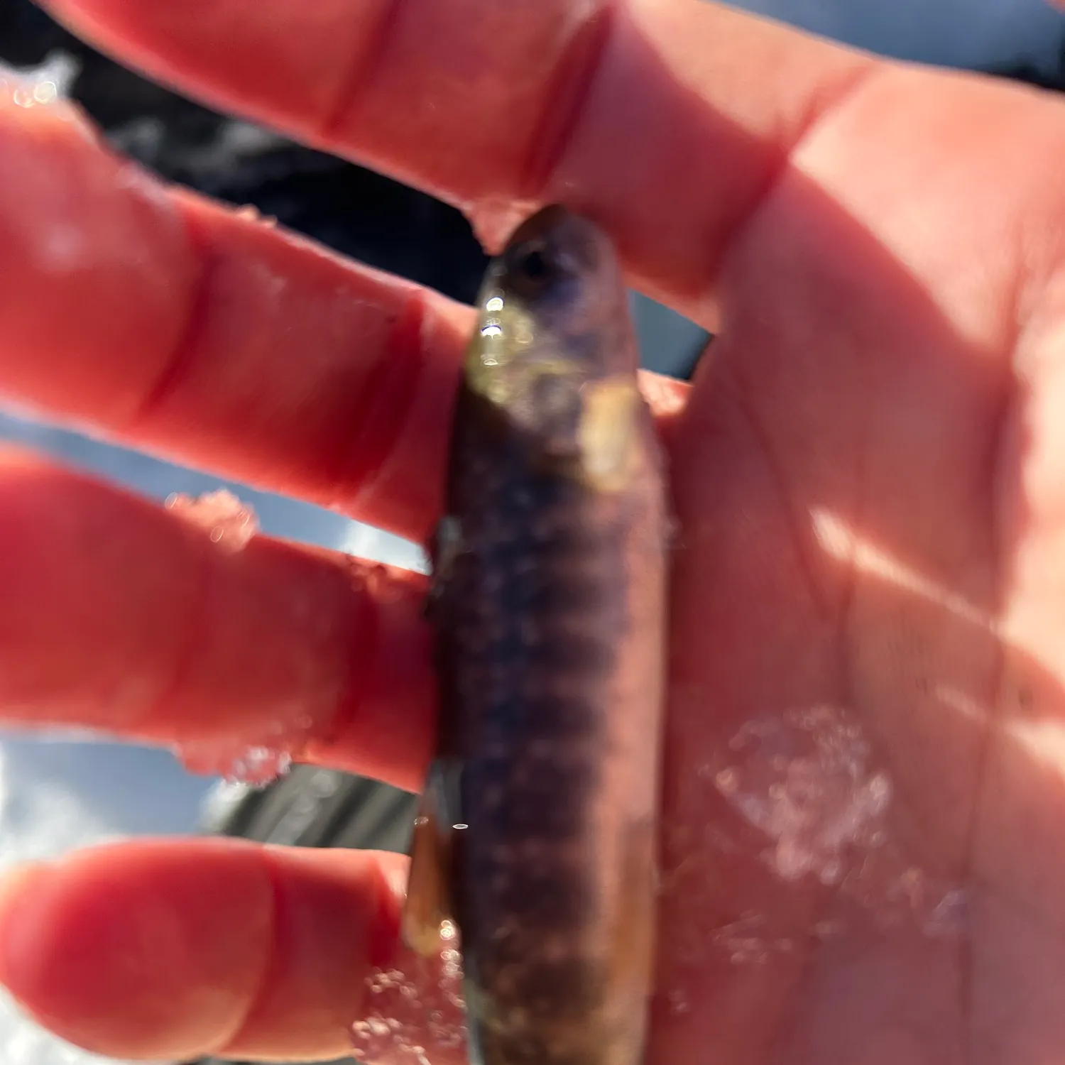 The most recent Dolly varden catches on Fishbrain