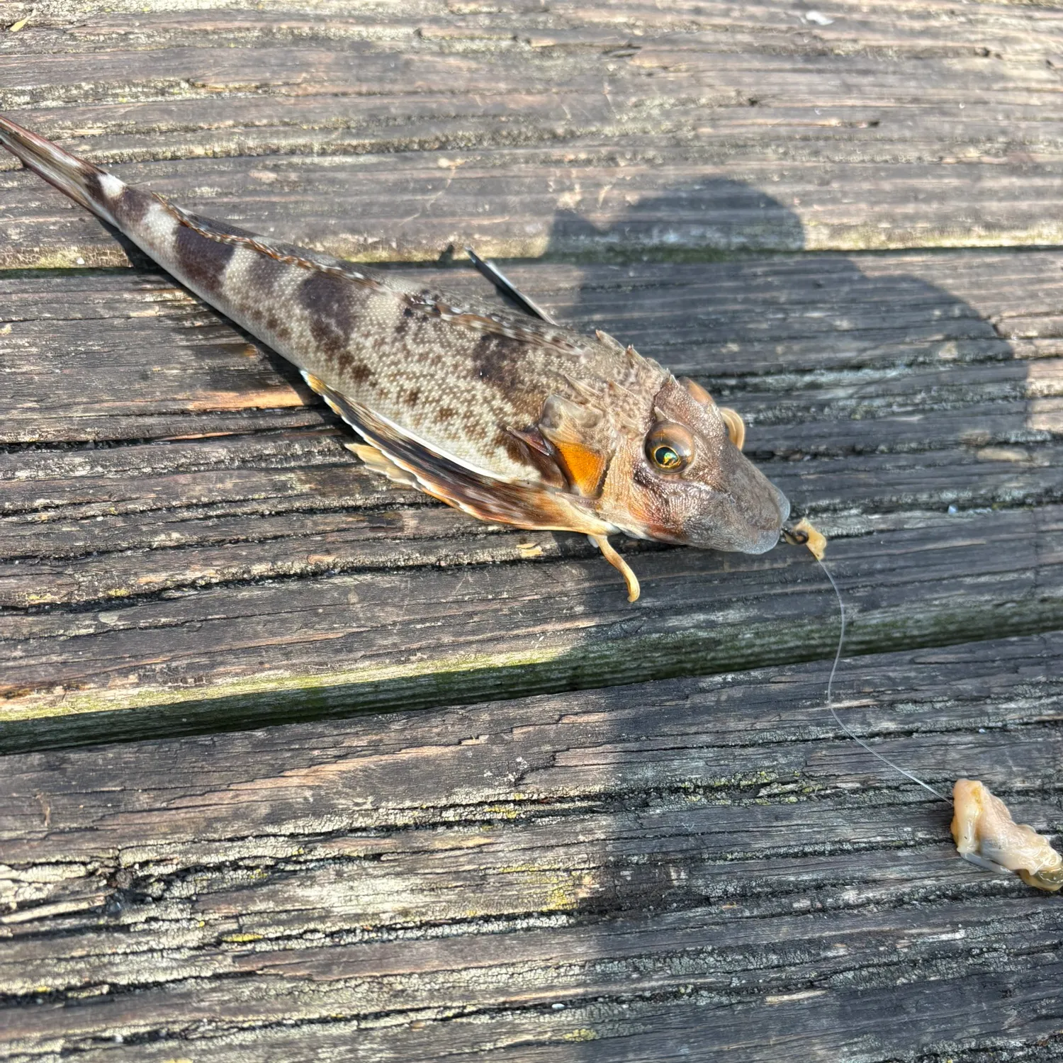 The most recent Northern searobin catches on Fishbrain