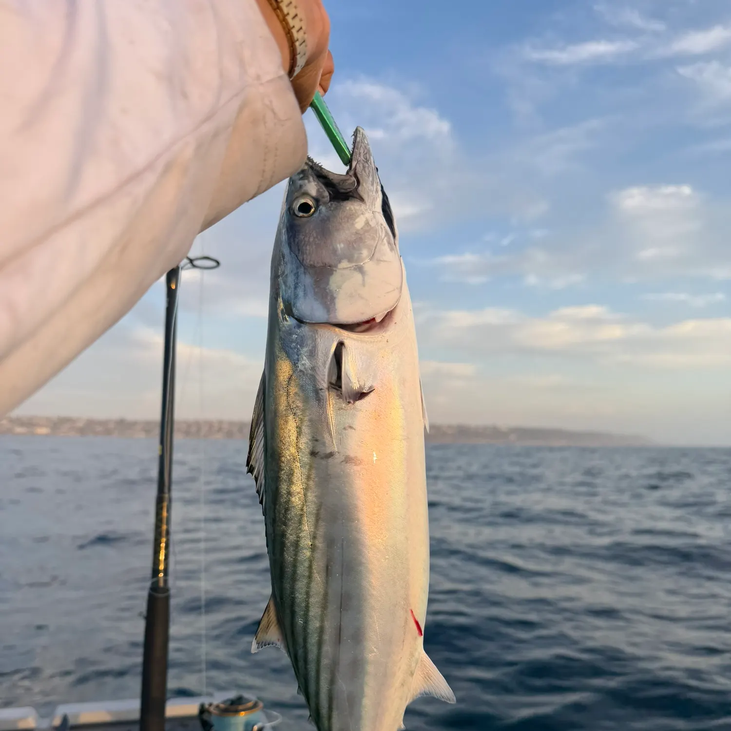 Pacific bonito caught on Fishbrain