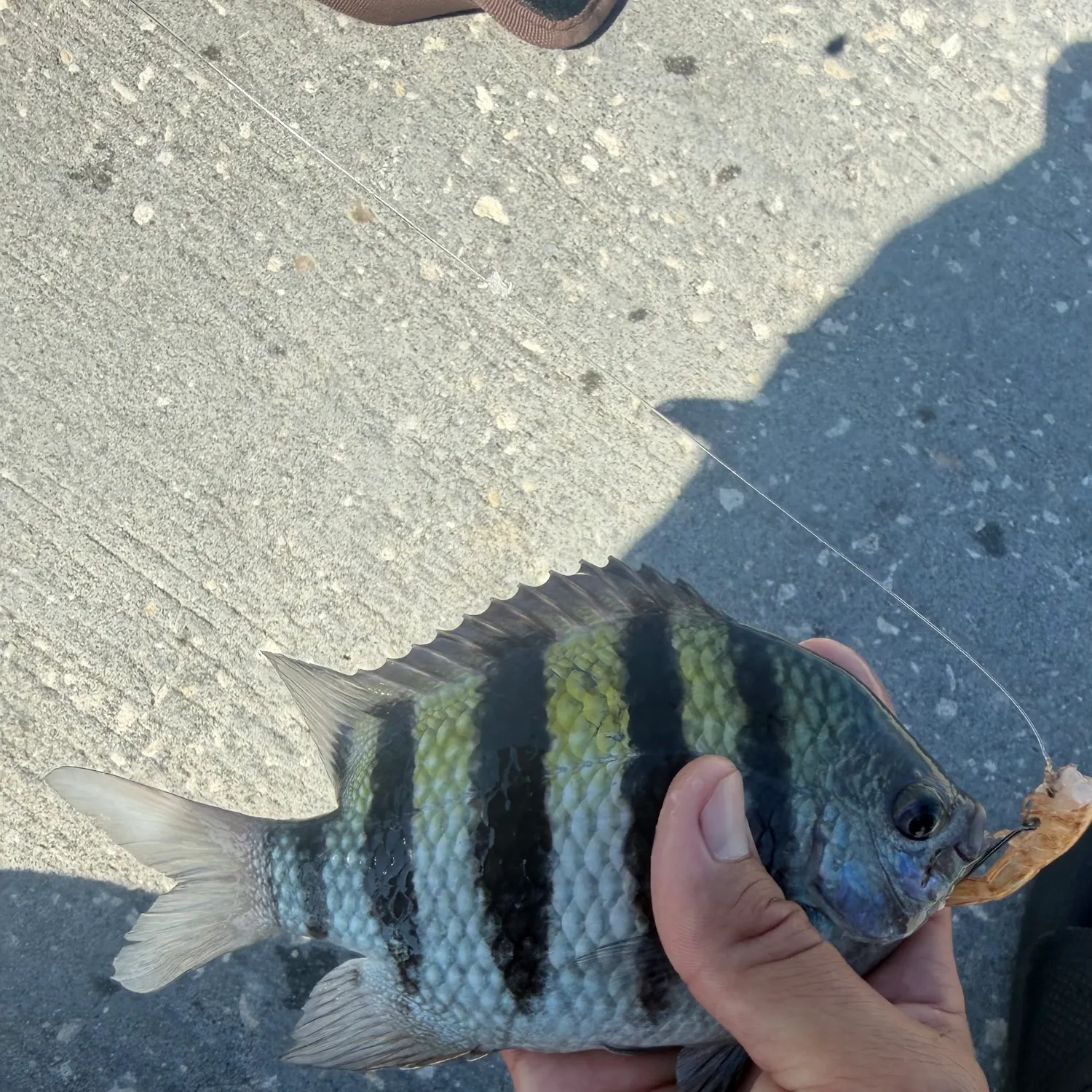 The most recent Sergeant-major catches on Fishbrain