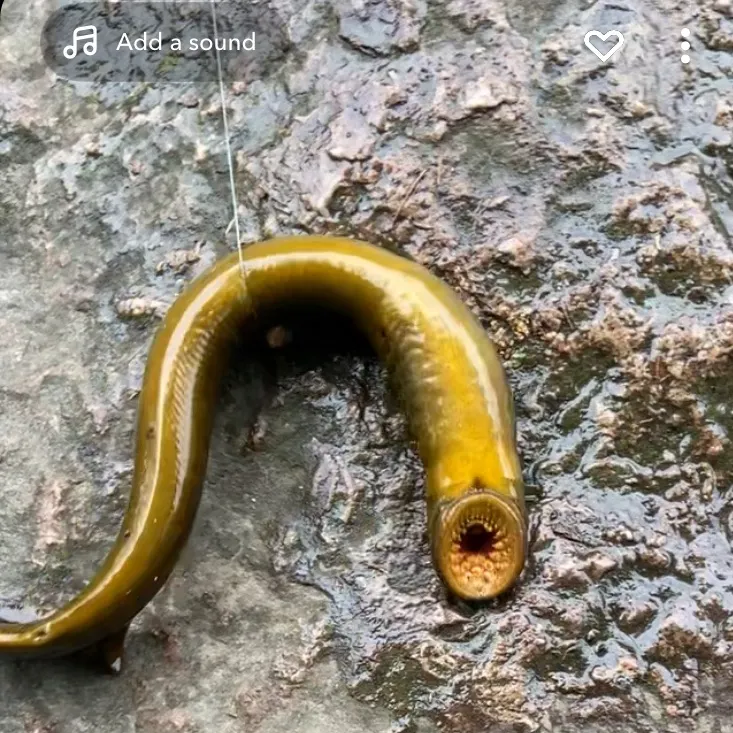 The most recent Sea lamprey catches on Fishbrain