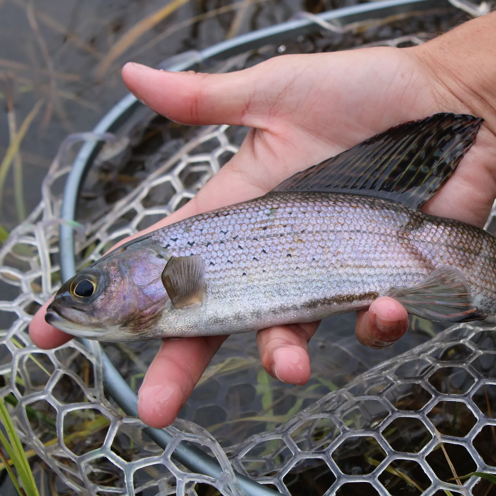 Arctic grayling caught on Fishbrain