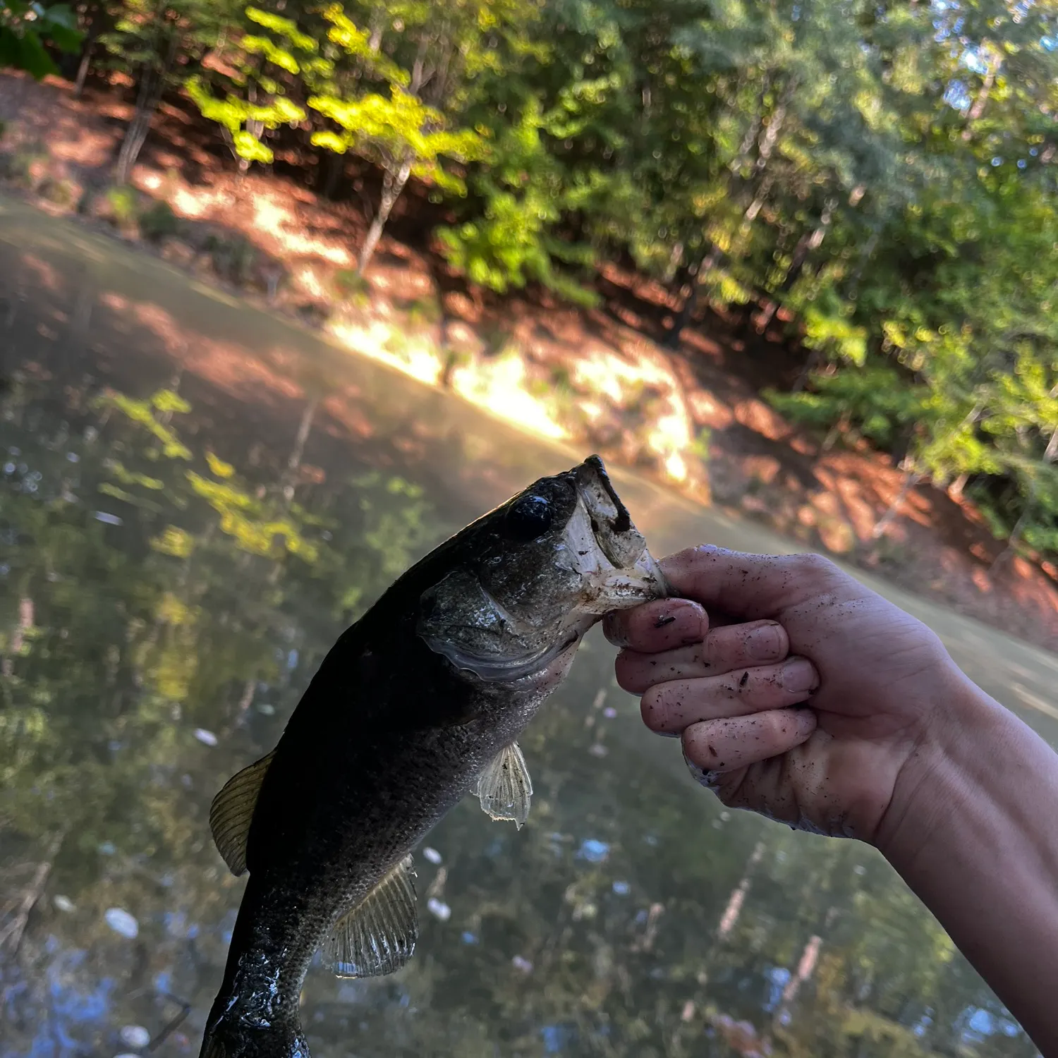 Largemouth bass caught on Fishbrain