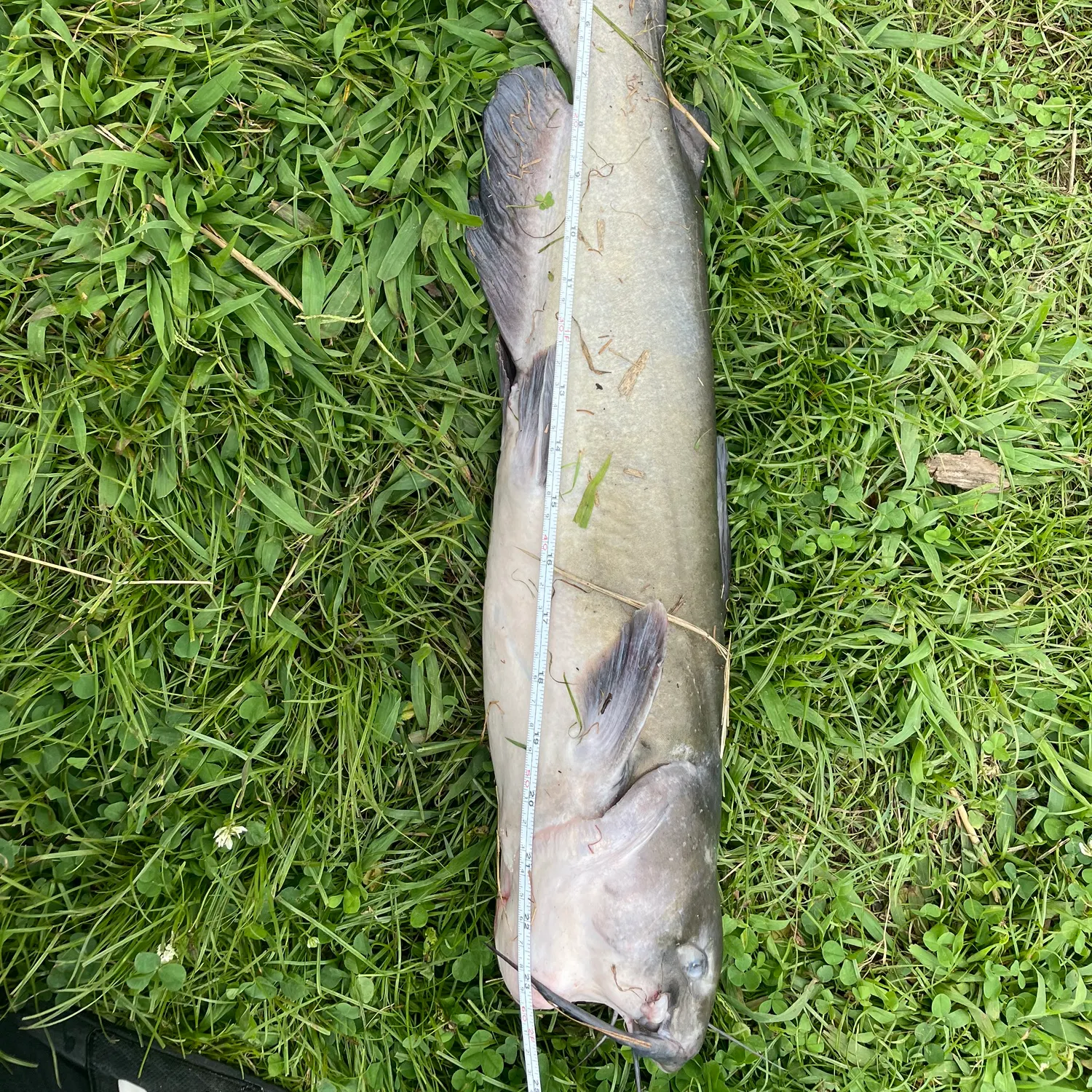 Channel catfish caught on Fishbrain