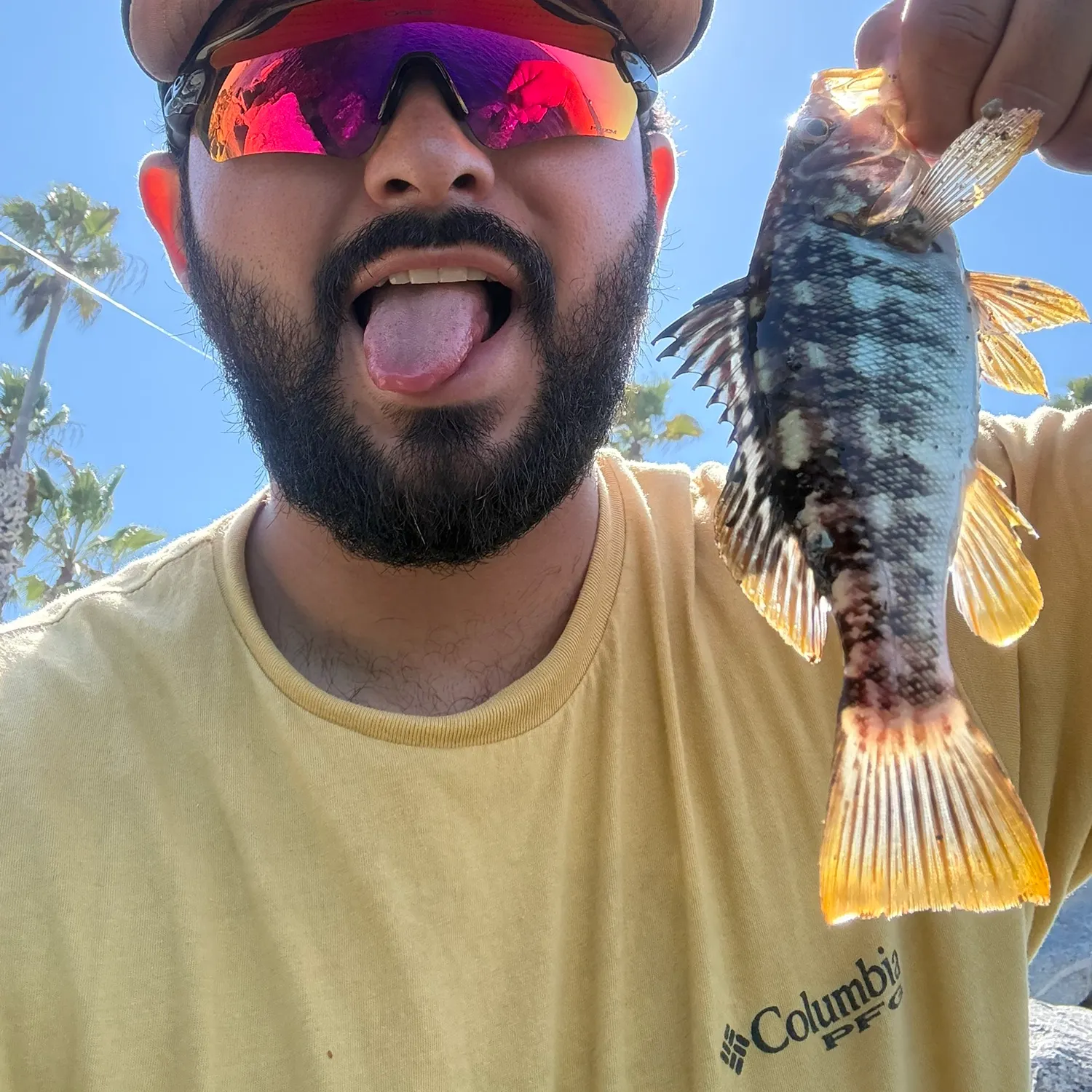 Kelp bass caught on Fishbrain