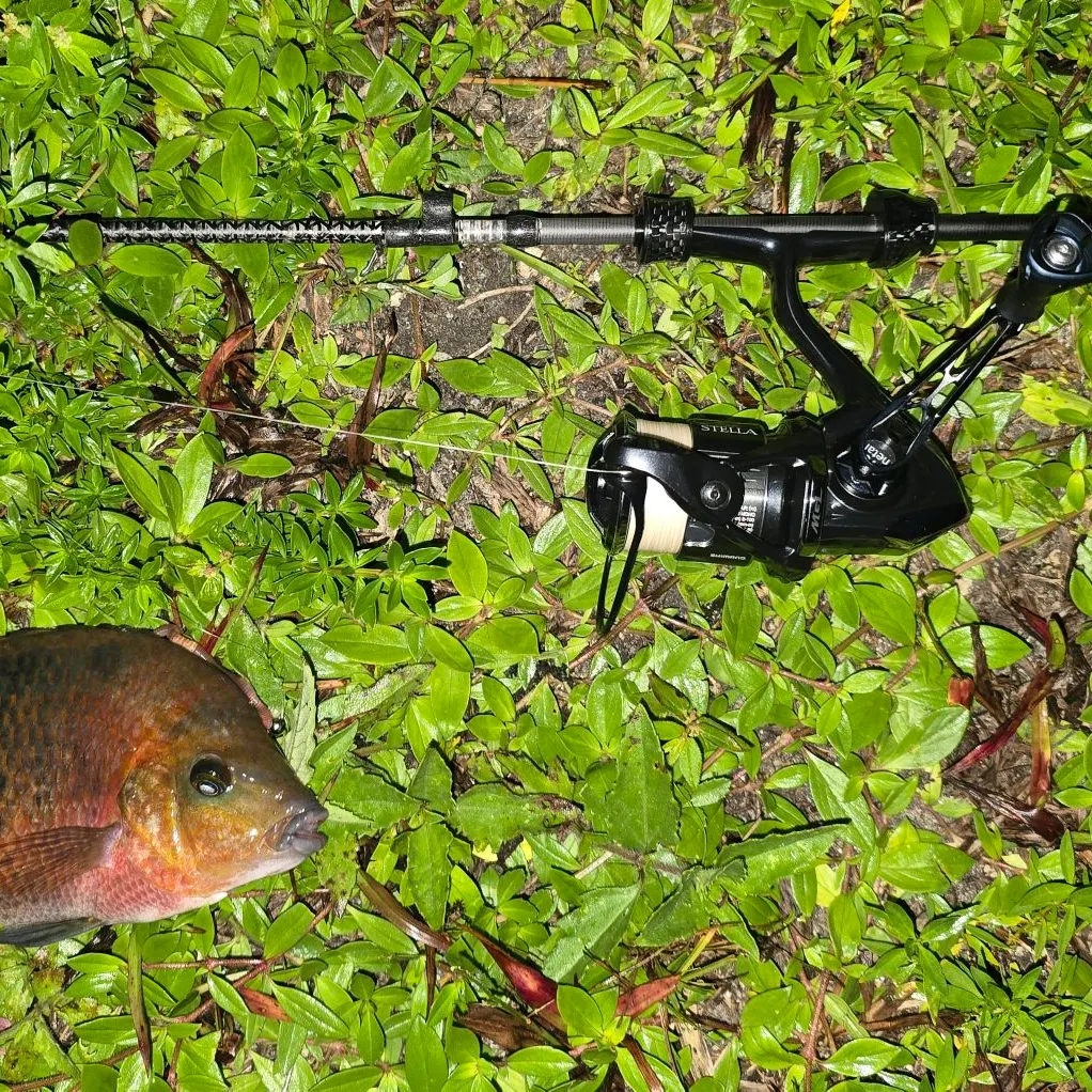 Redhead cichlid caught on Fishbrain