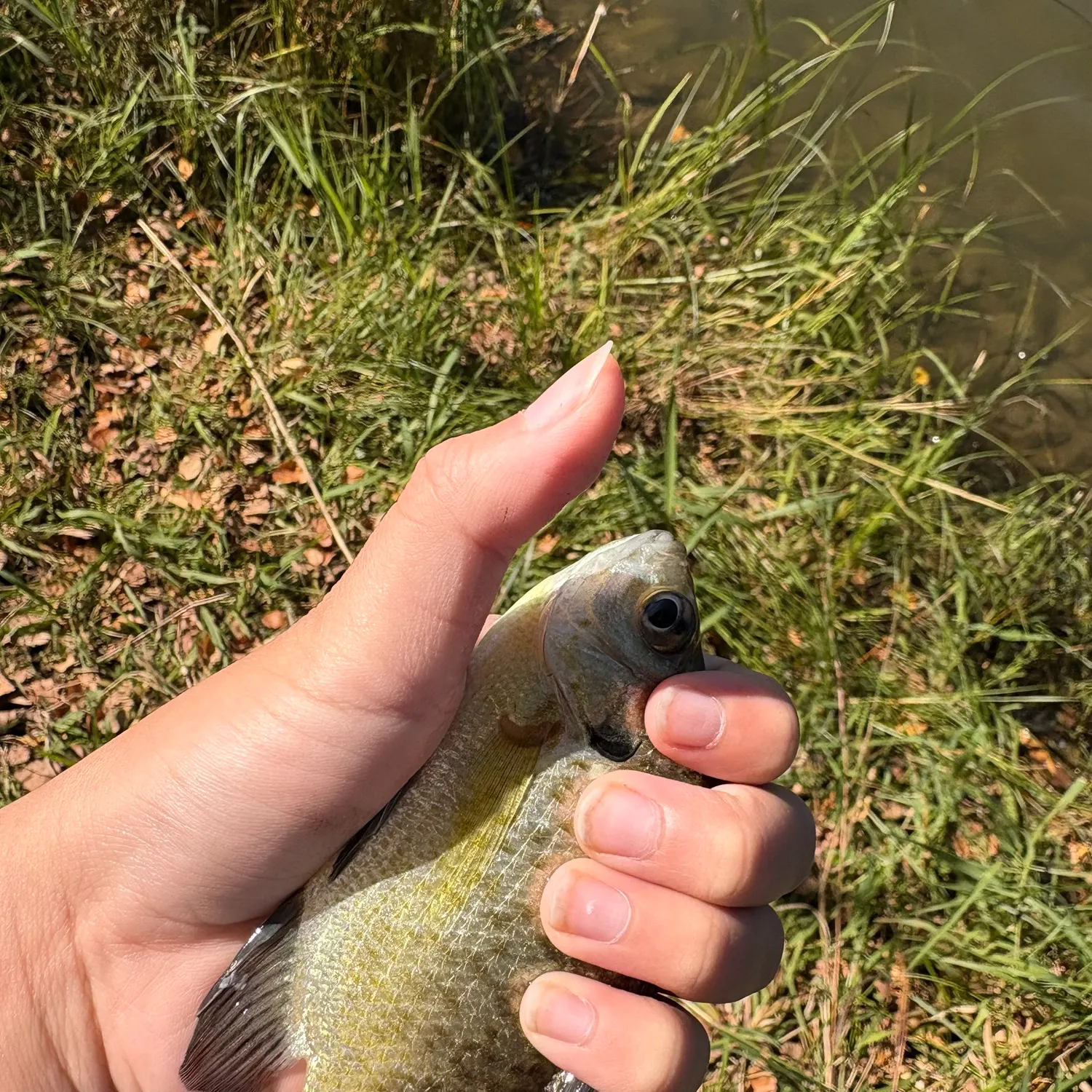 Bluegill caught on Fishbrain
