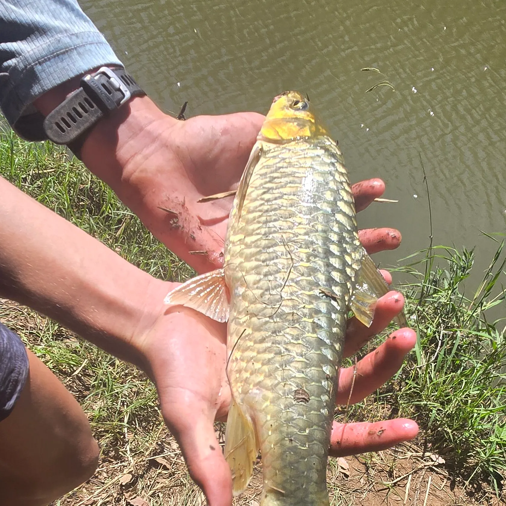 The most recent Largemouth yellowfish catches on Fishbrain