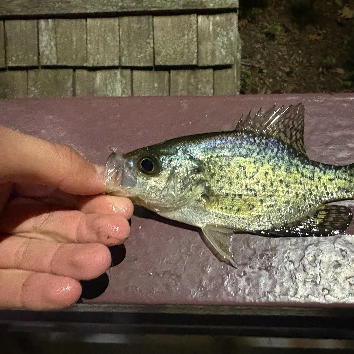 Black crappie caught on Fishbrain
