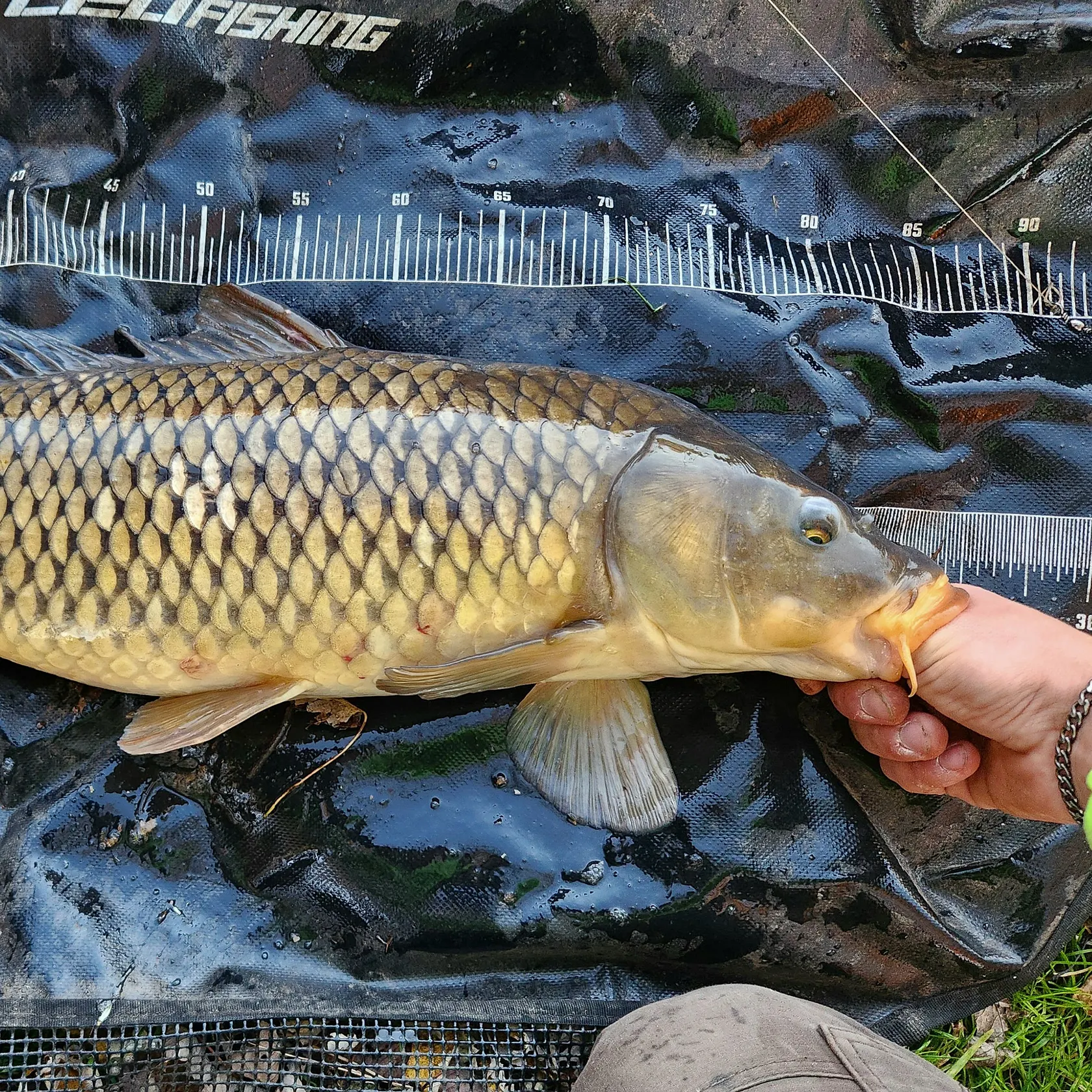Common carp caught on Fishbrain
