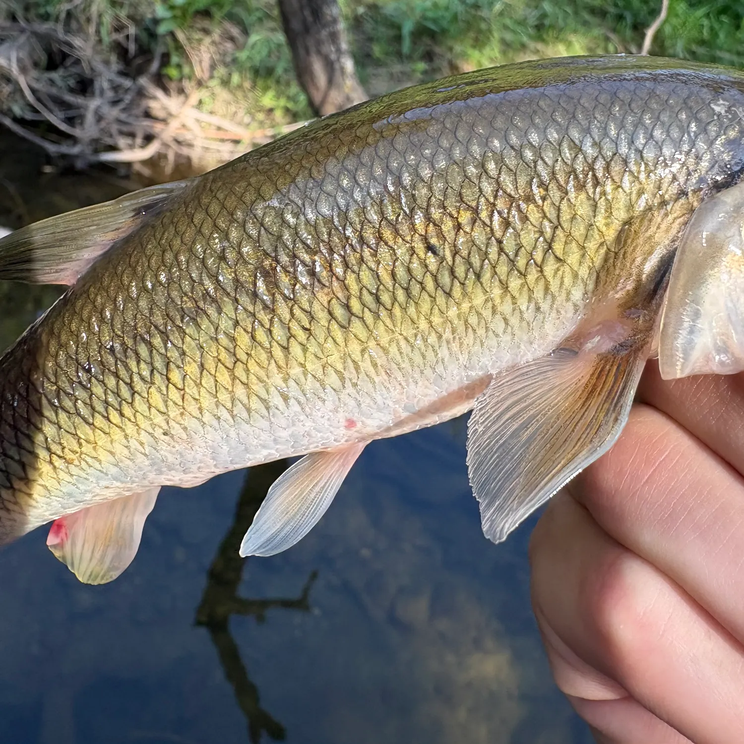Creek chub caught on Fishbrain