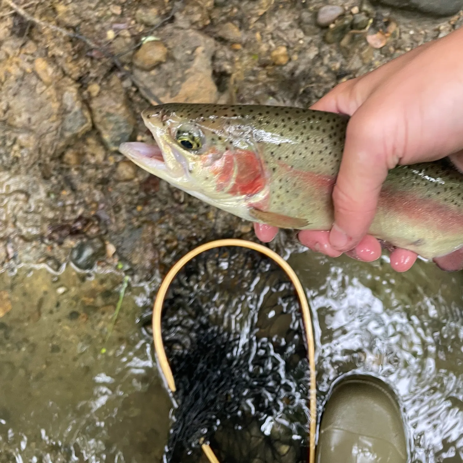 The most recent Rainbow trout catches on Fishbrain