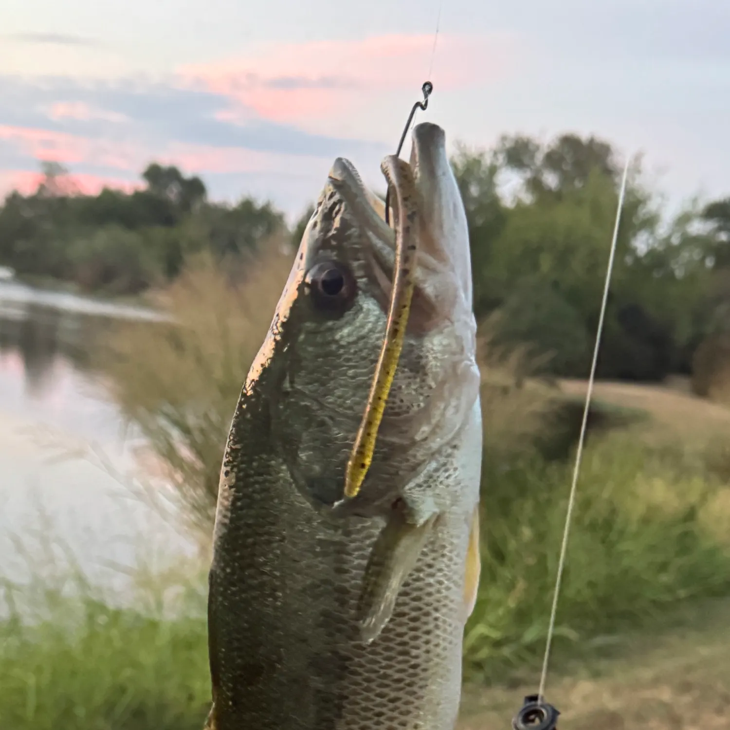 Largemouth bass caught on Fishbrain